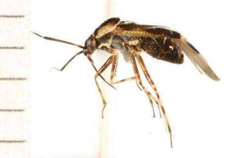http://www.boldsystems.org/views/taxbrowser.php?taxon=Deraeocoris+brevis