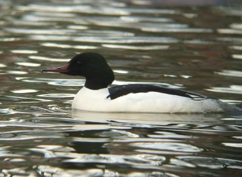 http://commons.wikimedia.org/wiki/File:Mergus_merganser_m.jpg