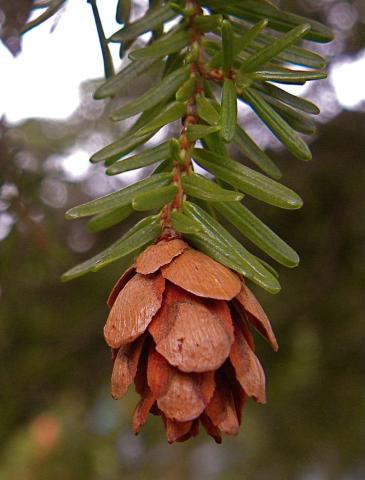 http://commons.wikimedia.org/wiki/File:Tsuga_heterophylla_cone_Mt_Washington.jpg