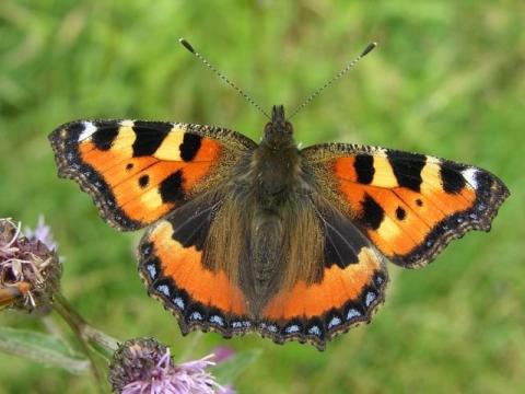 http://www.biopix.com/small-tortoiseshell-aglais-urticae_photo-35856.aspx