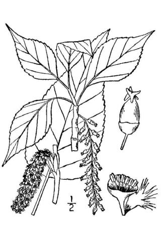 http://plants.usda.gov/java/largeImage?imageID=poac5_001_avd.tif