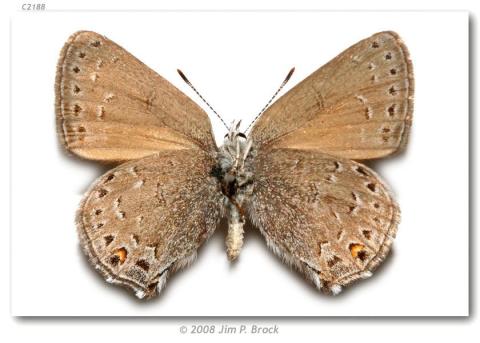 http://butterfliesofamerica.com/images/Theclinae/eumaeini/Satyrium_behrii_crossi/Satyrium_behrii_crossi_USA_NEW_MX_Union_Co_Tollgate_Canyon_nr_Folsom_20-VI-90_3.jpg