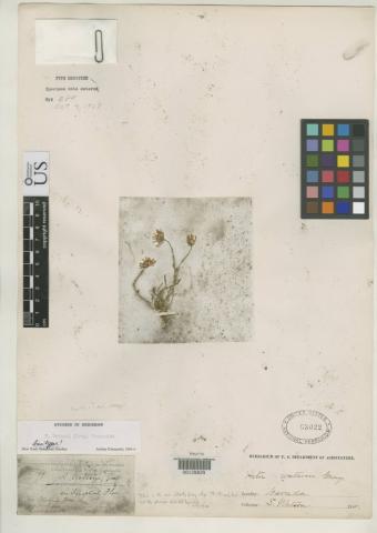 http://collections.mnh.si.edu/search/botany/?irn=2082763