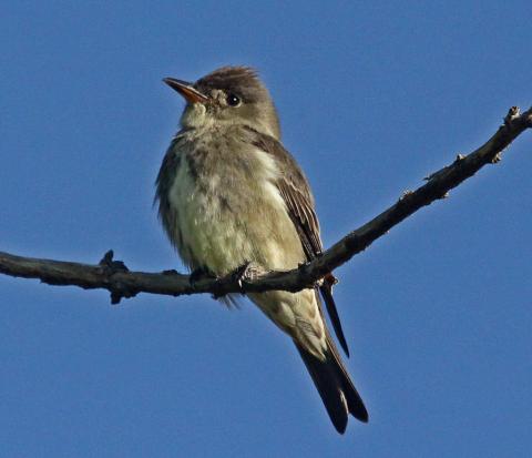 Contopus cooperi (Olive-sided Flycatcher) | Idaho Fish and Game