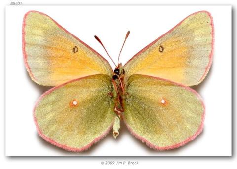 http://butterfliesofamerica.com/images/Pieridae/Coliadinae/colias_m_meadii/108_Colias_m_meadii_F_Beartooth_Plateau_Carbon_Co_MT_USA_01-VIII-77_2.jpg