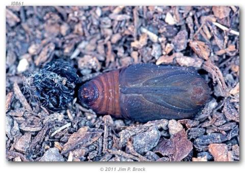 http://butterfliesofamerica.com/images/Papilionidae/Parnassiinae/Parnassius_smintheus_sternitzkyi/Parnassius_smintheus_sternitzkyi_pupa_ex_ova_female_collected_30-VII-1998_USA_CALIFORNIA_Siskiyou_Co._1.2_mi_NE_of_Scott_Mountain_summit_3.jpg