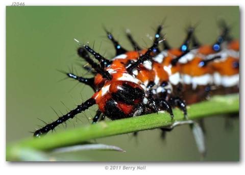http://butterfliesofamerica.com/images/Nymphalidae/Argynnini/Euptoieta_claudia/6_Euptoieta_claudia_last_instar_larva_on_Linum_sp._USA_TEXAS_Starr_Co._Falcon_Heights_09-V-2010_05.JPG