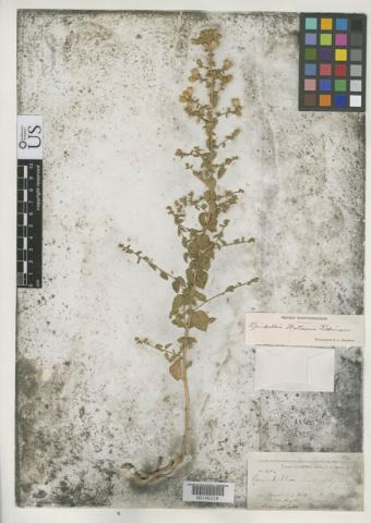 http://collections.mnh.si.edu/services/media.php?env=botany&irn=10125212