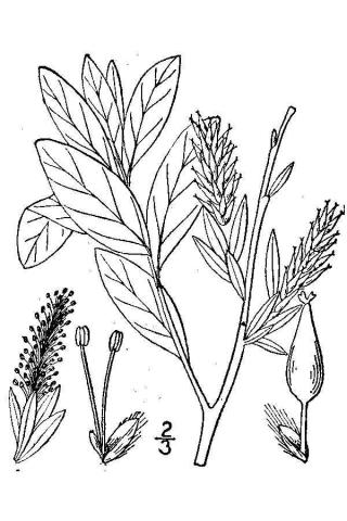 http://plants.usda.gov/java/largeImage?imageID=sape2_001_avd.tif