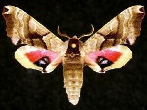 http://mothphotographersgroup.msstate.edu/species.php?hodges=7821