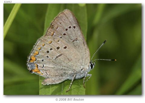 http://butterfliesofamerica.com/satyrium_a_acadica_live1.htm
