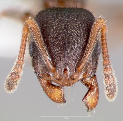 http://www.antweb.org/description.do?genus=stenamma&name=smithi&rank=species