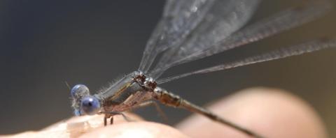 http://animaldiversity.ummz.umich.edu/site/resources/phil_myers/odonata/Lestidae/thorax1045.jpg/medium.jpg
