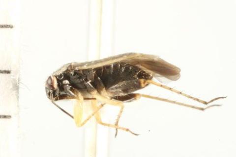http://www.boldsystems.org/views/taxbrowser.php?taxon=Chlamydatus+obliquus