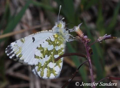 http://www.butterfliesandmoths.org/sites/default/files/imagecache/gallery_for_colorbox/species_images/Euchloe_ausonidesSanders.jpg
