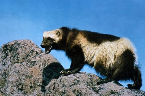 http://commons.wikimedia.org/wiki/File:Wolverine_on_rock.jpg