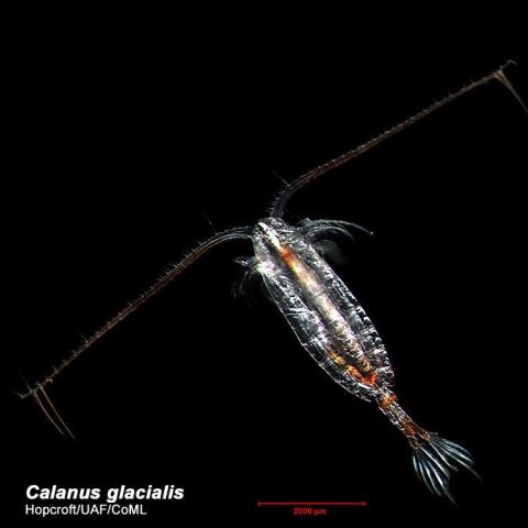 http://www.arcodiv.org/watercolumn/copepod/Calanus_glacialis.html