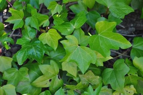 http://www.biopix.com/irish-ivy-hedera-hibernicus_photo-102598.aspx