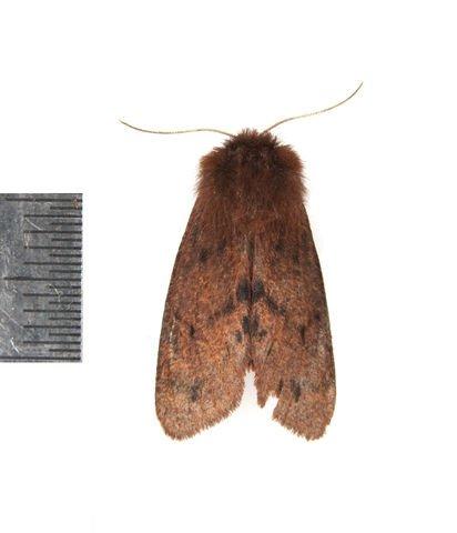 http://animaldiversity.ummz.umich.edu/collections/contributors/phil_myers/lepidoptera/Erebidae_L-P/Phragmatobia0218/
