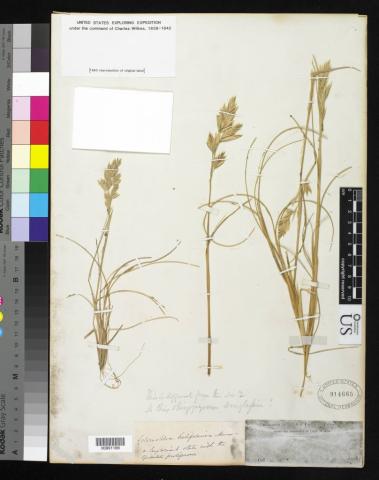 http://collections.mnh.si.edu/services/media.php?env=botany&irn=10212524