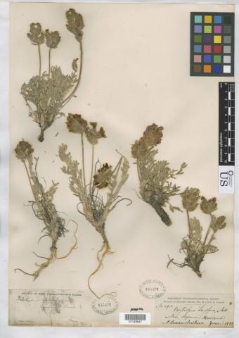 http://collections.mnh.si.edu/search/botany/?irn=10819398