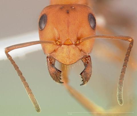 http://www.antweb.org/description.do?genus=formica&name=integroides&rank=species