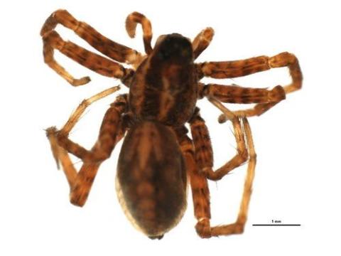 http://www.boldsystems.org/views/taxbrowser.php?taxon=Pardosa+lapponica