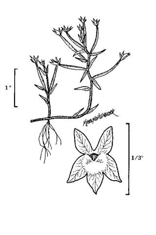 http://plants.usda.gov/java/largeImage?imageID=dola2_001_avd.tif