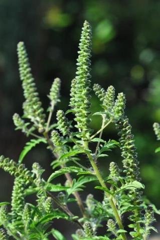 http://www.biopix.com/ragweed-ambrosia-artemisiifolia_photo-83441.aspx