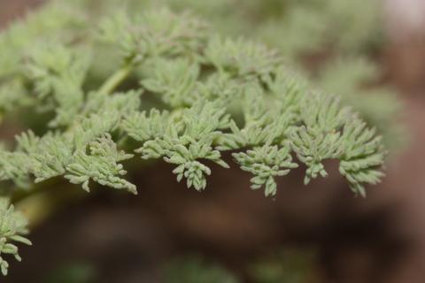 http://commons.wikimedia.org/wiki/File:Lomatium_grayi_7730.JPG