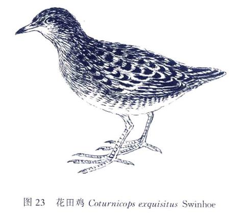 http://csdb.ioz.ac.cn/images/Upload_images/Animalia/Chordata/Aves/Gruiformes/Rallidae/Coturnicops/exquisitus/E9C51DDB-19B8-4C76-8AC6-46658ED514B5.jpg