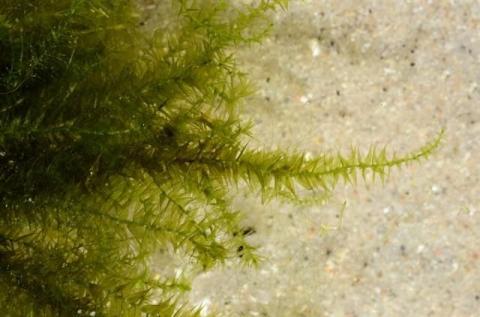 http://www.biopix.com/kneiffs-feather-moss-leptodictyum-riparium_photo-108863.aspx