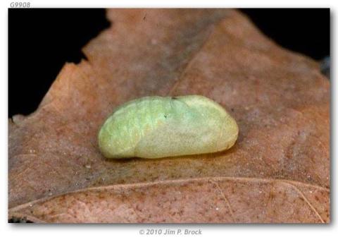 http://butterfliesofamerica.com/images/Theclinae/Lycaeninae/Lycaena_a_arota/Lycaena_a_arota_pupa_Kern_Co_CA_USA_5-V-00_JPB.jpg