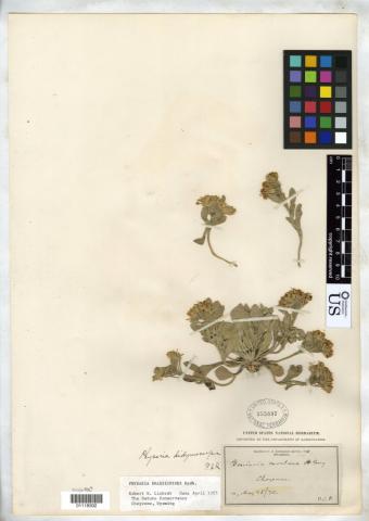 http://collections.mnh.si.edu/search/botany/?irn=10384177