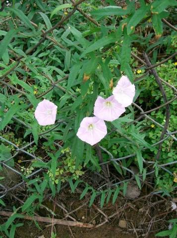 http://commons.wikimedia.org/wiki/File:Calystegia_pubescens1.jpg