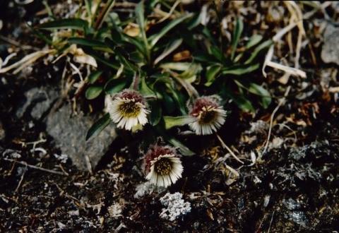 http://www.biopix.com/black-fleabane-erigeron-humilis_photo-30938.aspx