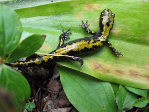 http://commons.wikimedia.org/wiki/File:Long-toedSalamander.jpg