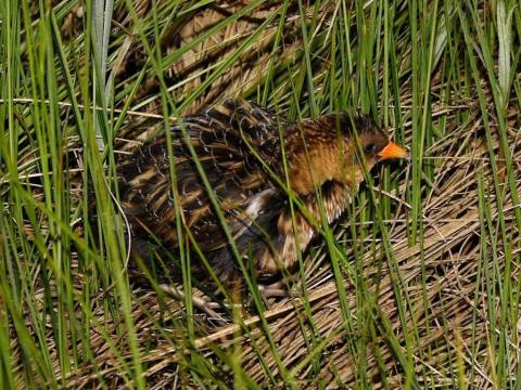 http://commons.wikimedia.org/wiki/File:Yellow_Rail.jpg