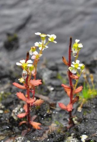 http://www.biopix.com/biennial-saxifrage-saxifraga-adscendens_photo-94311.aspx