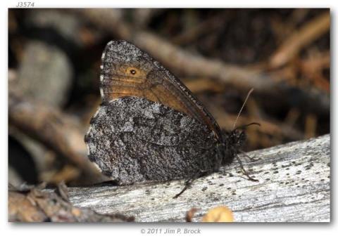 http://butterfliesofamerica.com/images/Nymphalidae/Satyrinae/oeneis_jutta_reducta/Oeneis_jutta_reducta_USA_WYOMING_Yellowstone_National_Park_Lake_Jct._21-VII-2011-BROCK_2.JPG