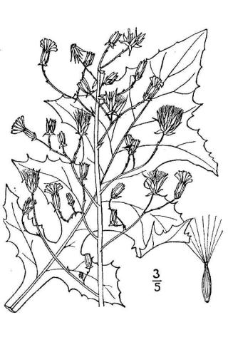 http://plants.usda.gov/java/largeImage?imageID=lasp4_001_avd.tif