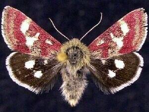 Eutricopis nexilis (White-spotted Midget Moth) | Idaho Fish and