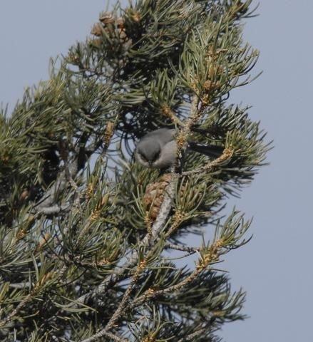 http://animaldiversity.ummz.umich.edu/site/resources/phil_myers/ADW_birds_3_4_03/bushtit1730.jpg/medium.jpg