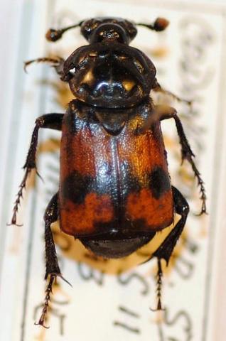 http://www.flickr.com/photos/nhm_beetle_id/4995877870/