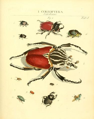 https://www.flickr.com/photos/biodivlibrary/6031827605/