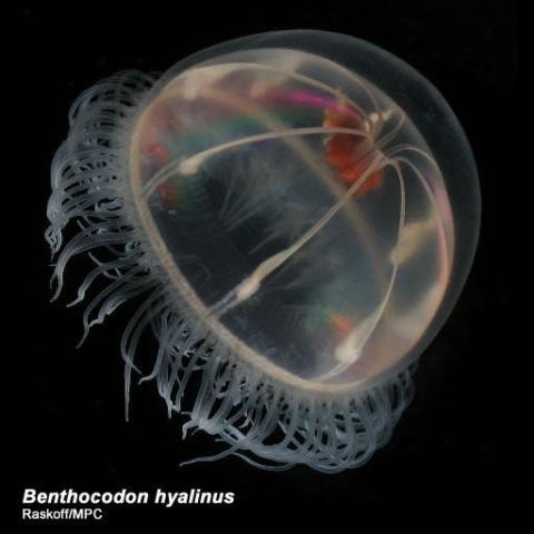 http://www.arcodiv.org/watercolumn/cnidarian/Benthocodon_hyalinus.html