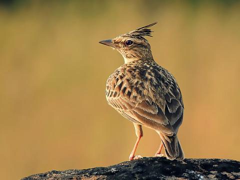 http://commons.wikimedia.org/wiki/File:Malabar_Crested_Lark_(Galerida_malabarica)_Photograph_By_Shantanu_Kuveskar.jpg