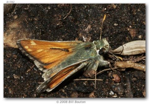 http://butterfliesofamerica.com/images/Hesperiidae/Hesperiinae/Hesperia_nevada_sierra/Hesperia_NV_sierra_M_South_Lake_Bishop_Inyo_Co_CA_USA_26-VI-05_3.jpg