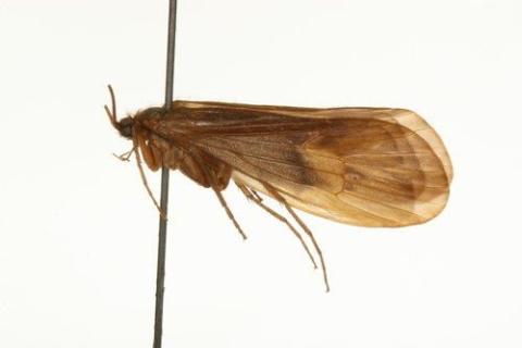 http://www.boldsystems.org/views/taxbrowser.php?taxon=Onocosmoecus+unicolor