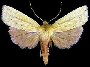 http://mothphotographersgroup.msstate.edu/species.php?hodges=10611